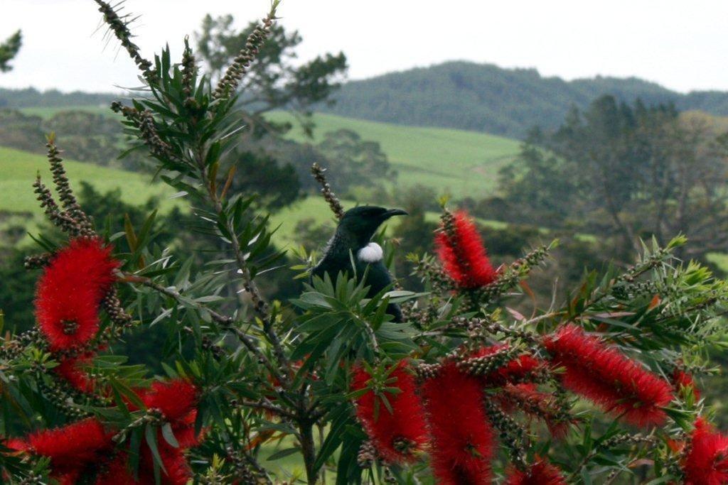 Morepork Riverside Lodge Paihia Εξωτερικό φωτογραφία