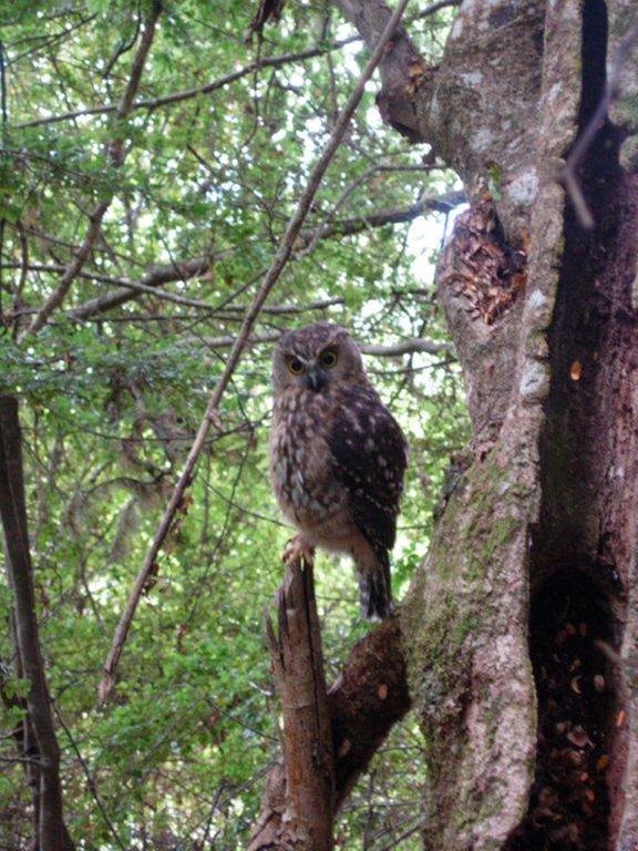 Morepork Riverside Lodge Paihia Εξωτερικό φωτογραφία
