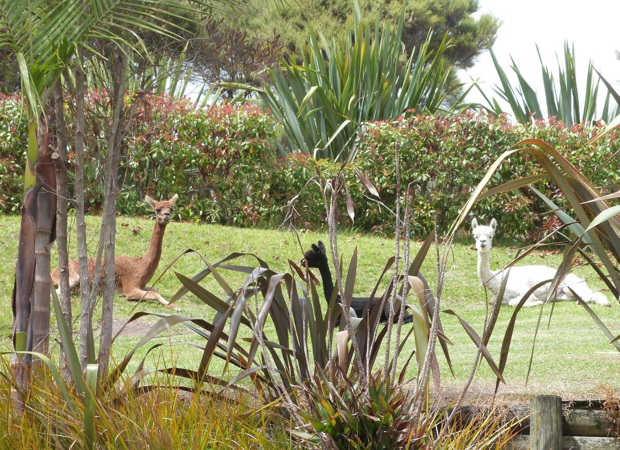 Morepork Riverside Lodge Paihia Εξωτερικό φωτογραφία