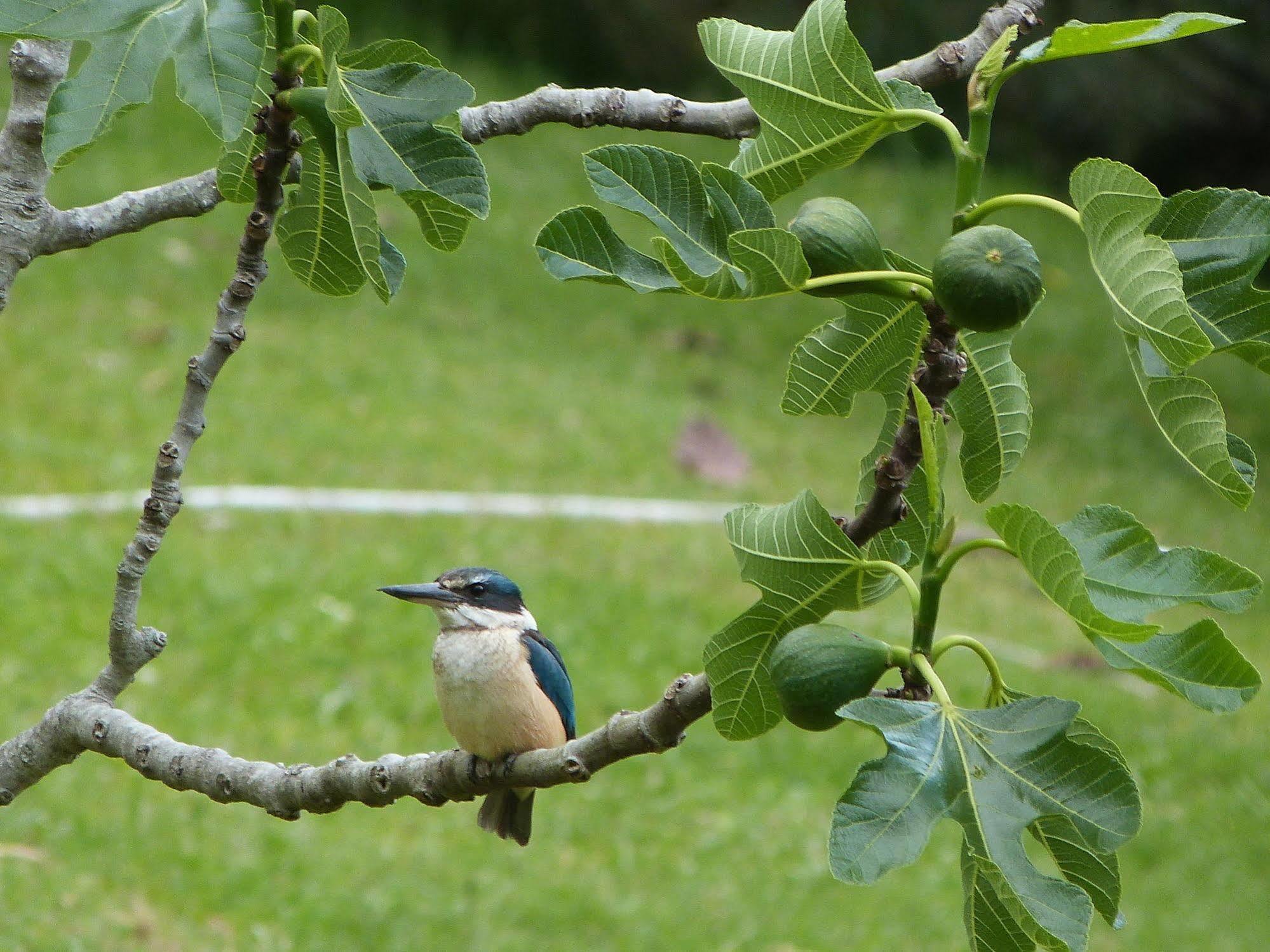 Morepork Riverside Lodge Paihia Εξωτερικό φωτογραφία