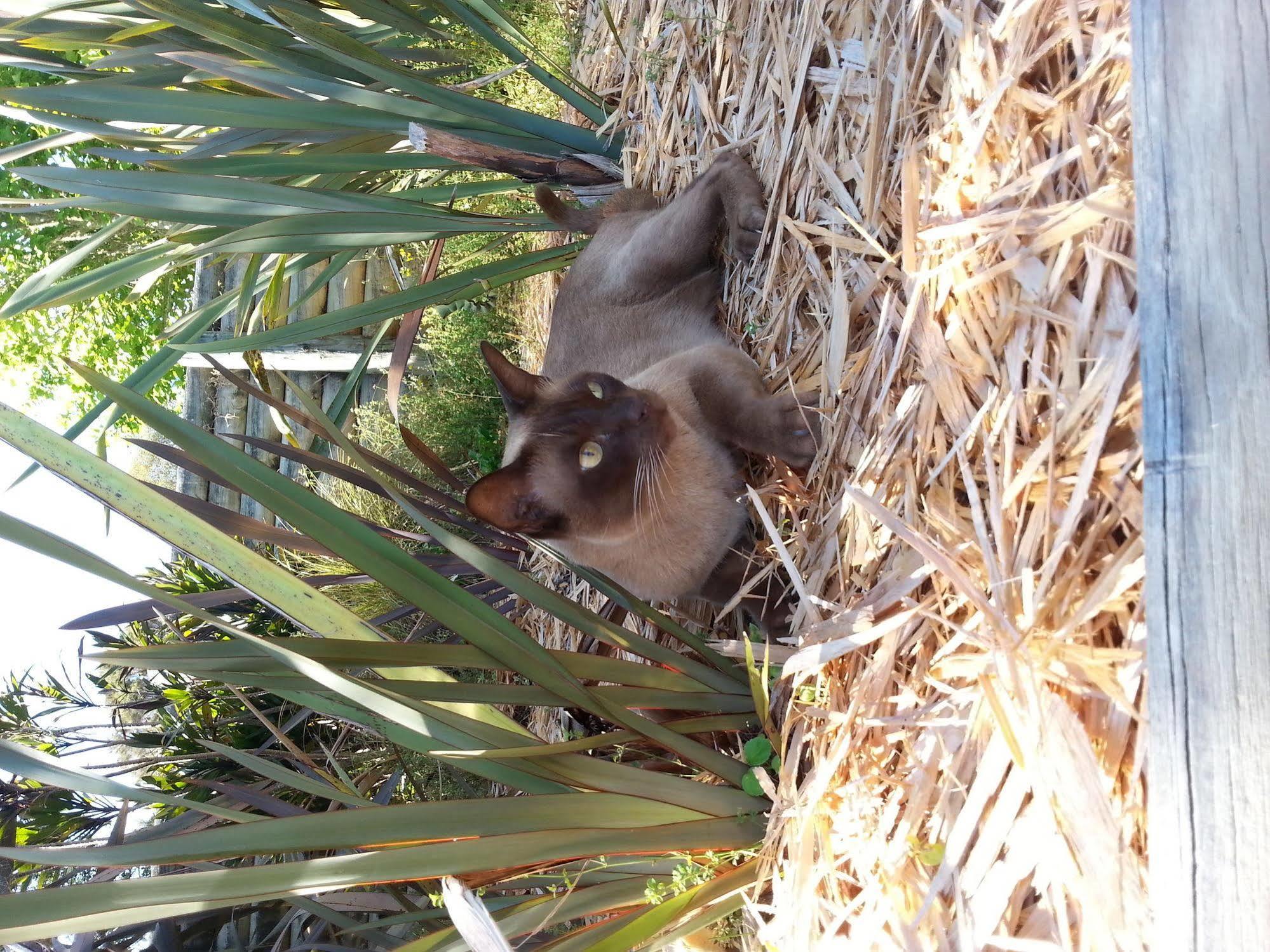 Morepork Riverside Lodge Paihia Εξωτερικό φωτογραφία