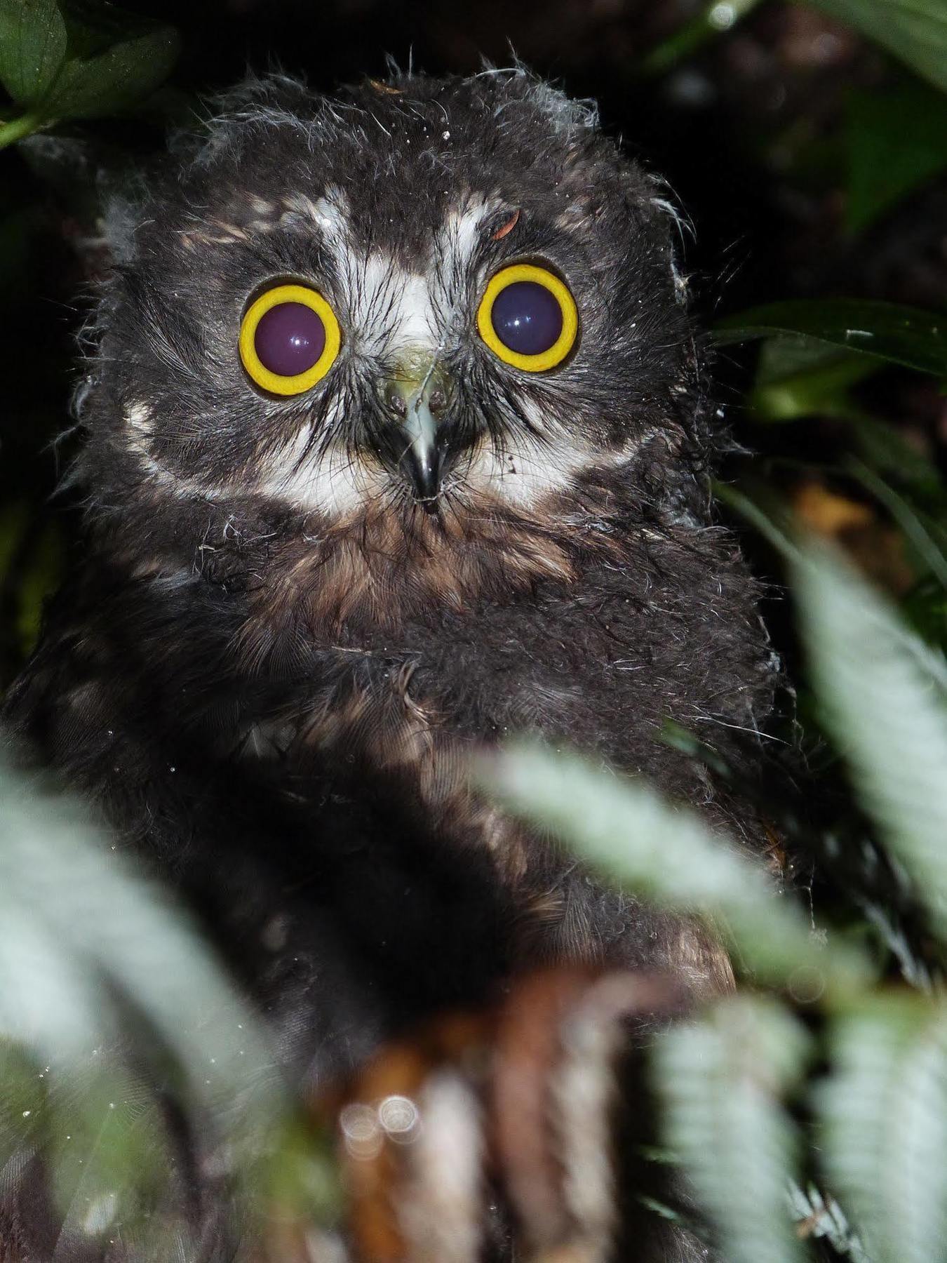 Morepork Riverside Lodge Paihia Εξωτερικό φωτογραφία