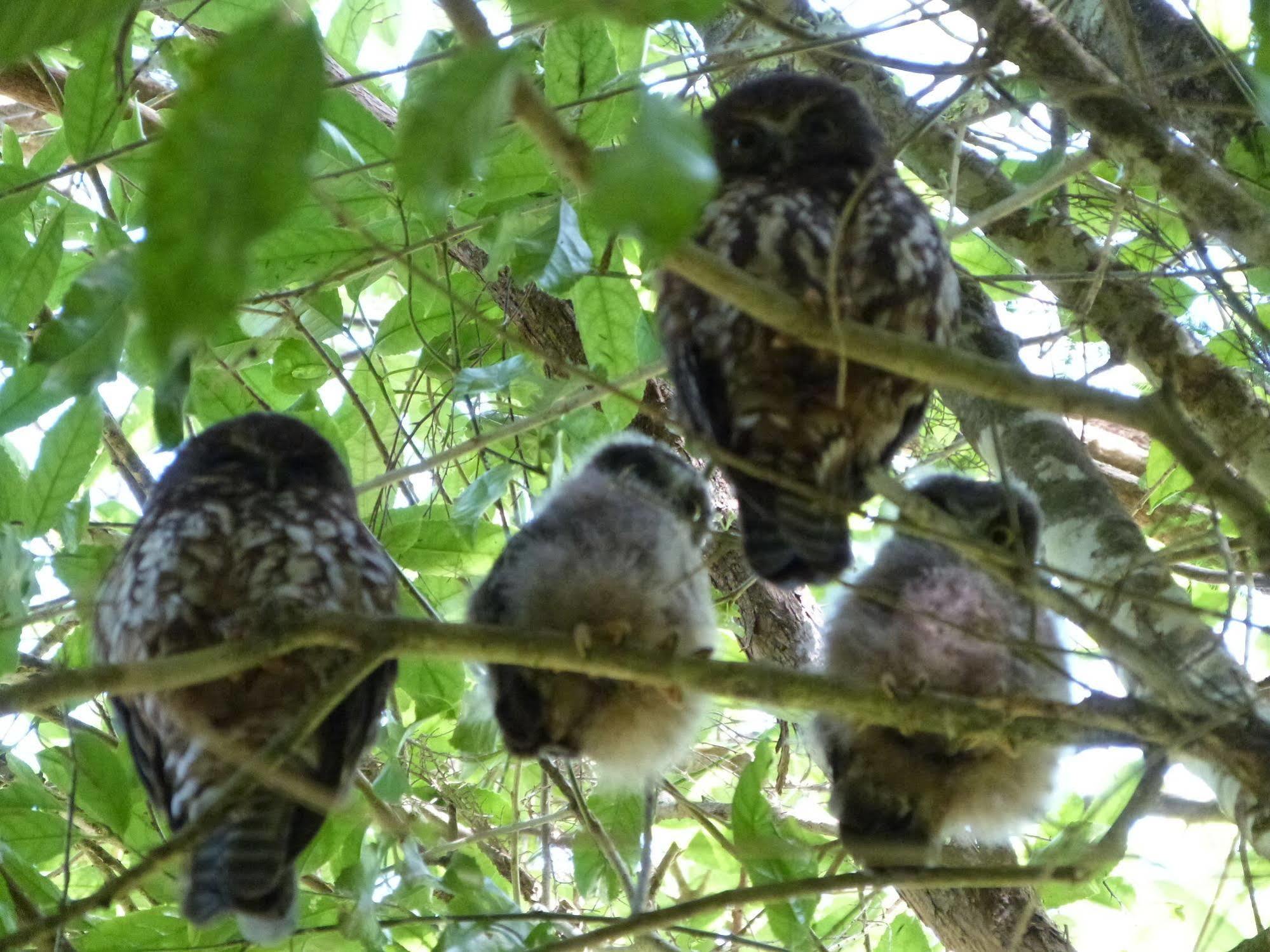 Morepork Riverside Lodge Paihia Εξωτερικό φωτογραφία