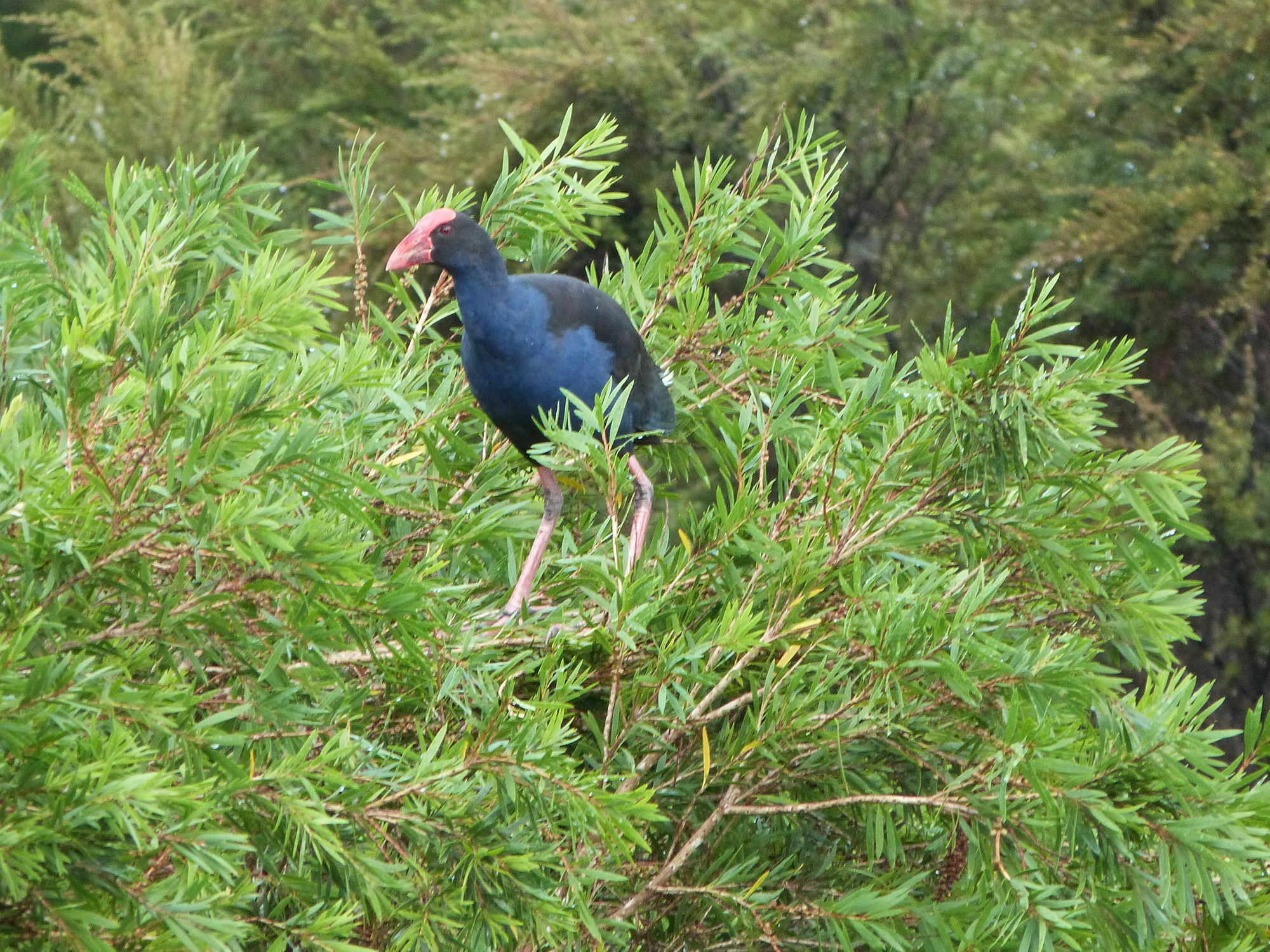 Morepork Riverside Lodge Paihia Εξωτερικό φωτογραφία
