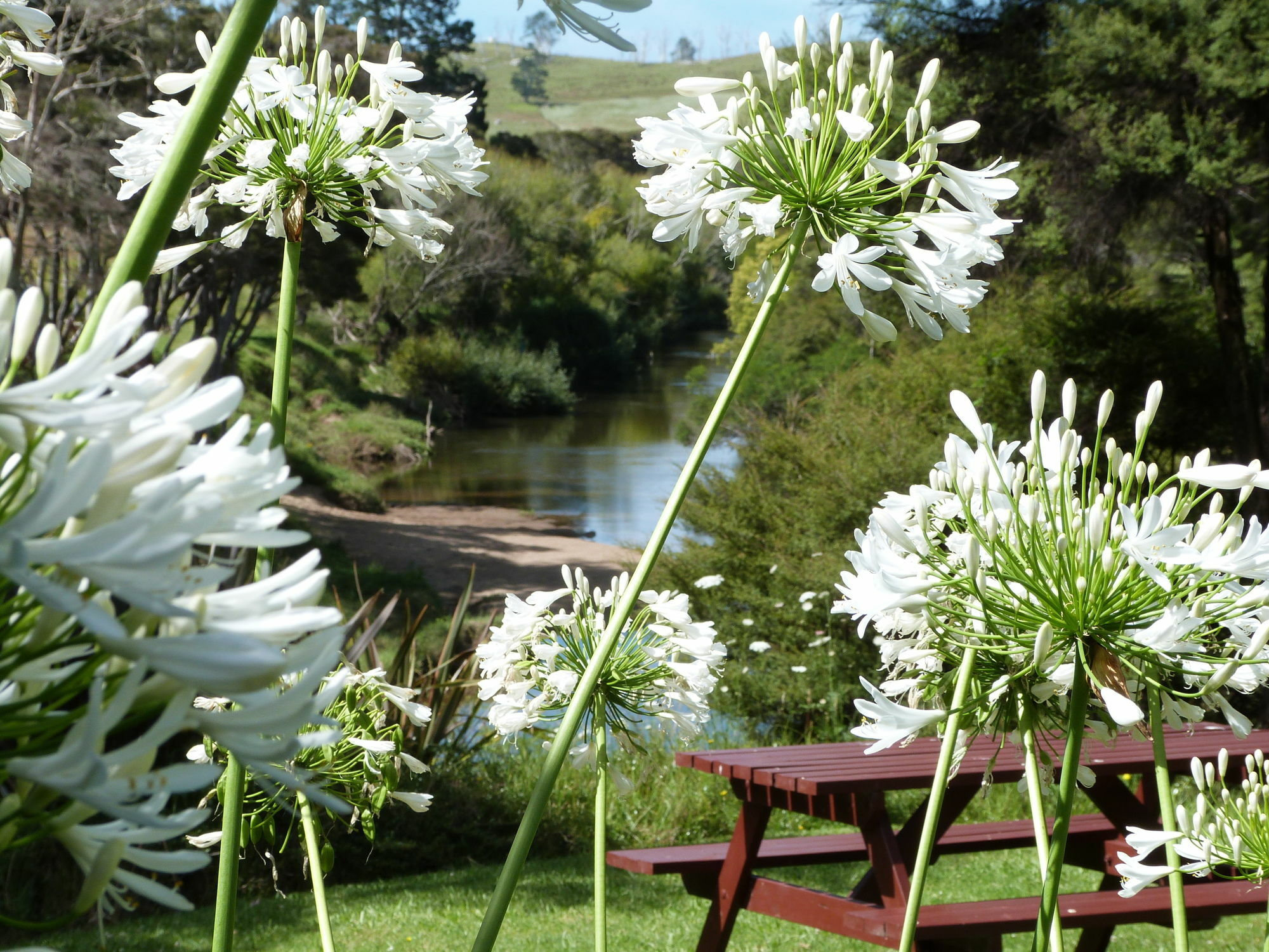 Morepork Riverside Lodge Paihia Εξωτερικό φωτογραφία