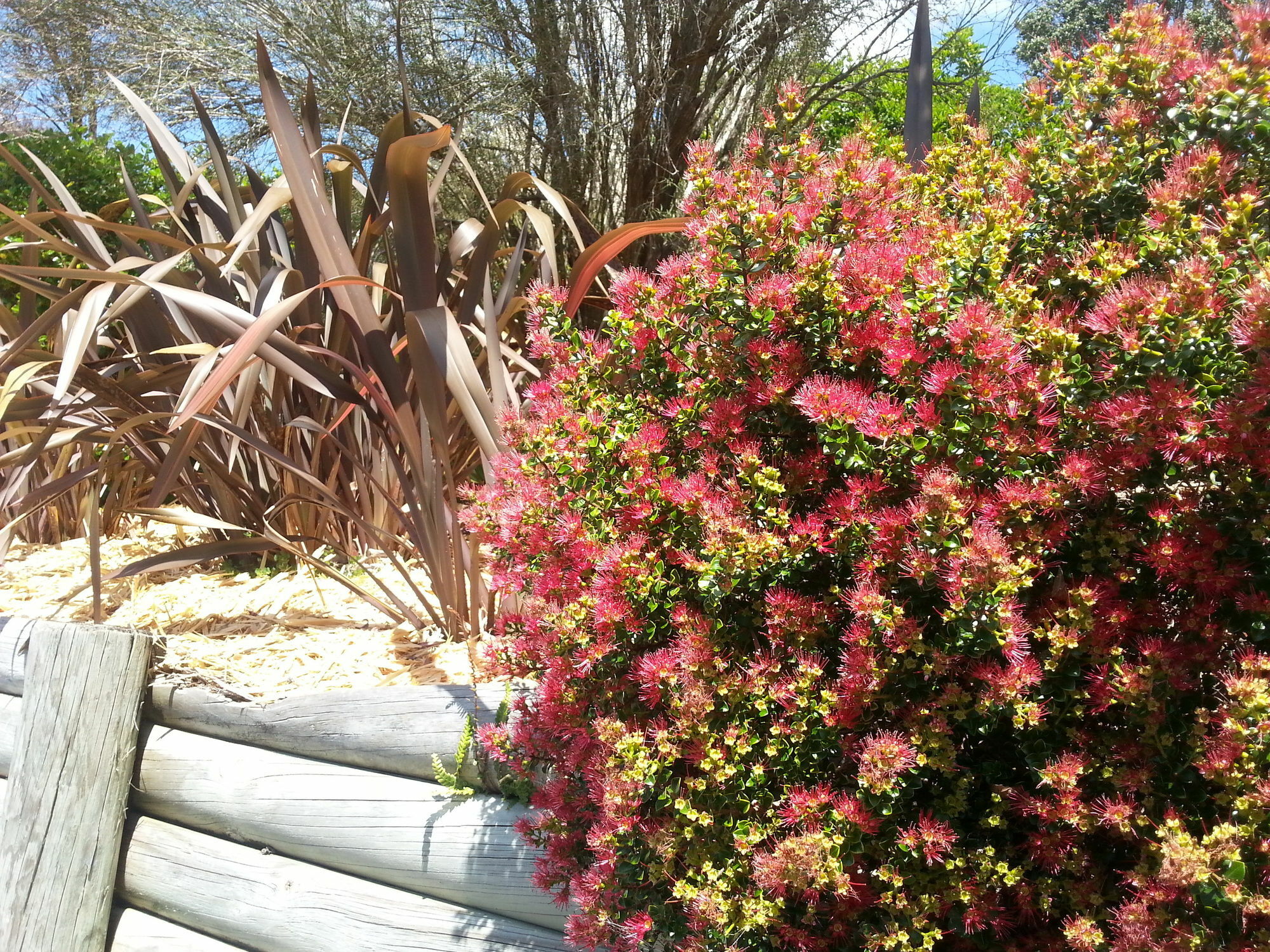 Morepork Riverside Lodge Paihia Εξωτερικό φωτογραφία