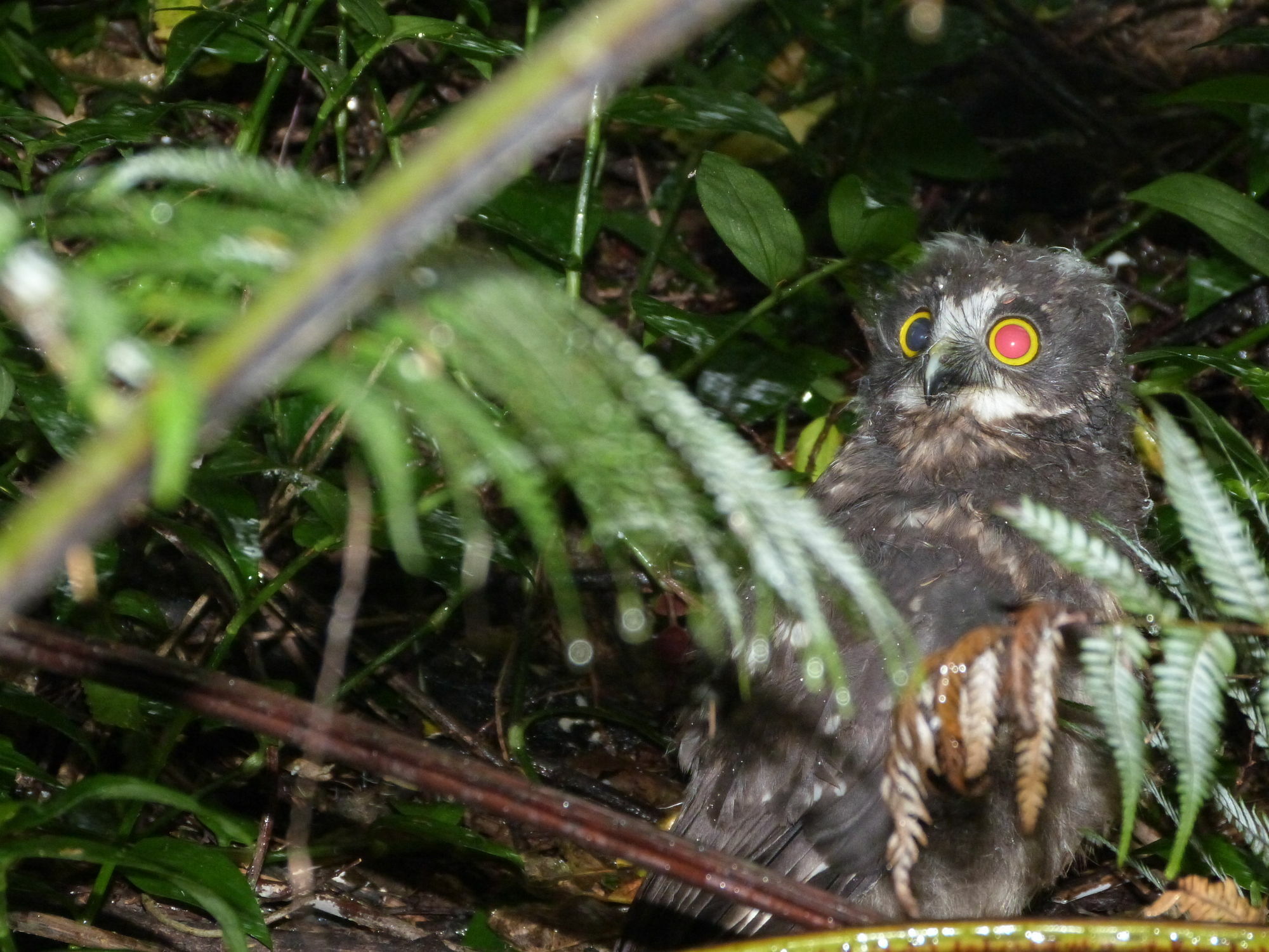 Morepork Riverside Lodge Paihia Εξωτερικό φωτογραφία