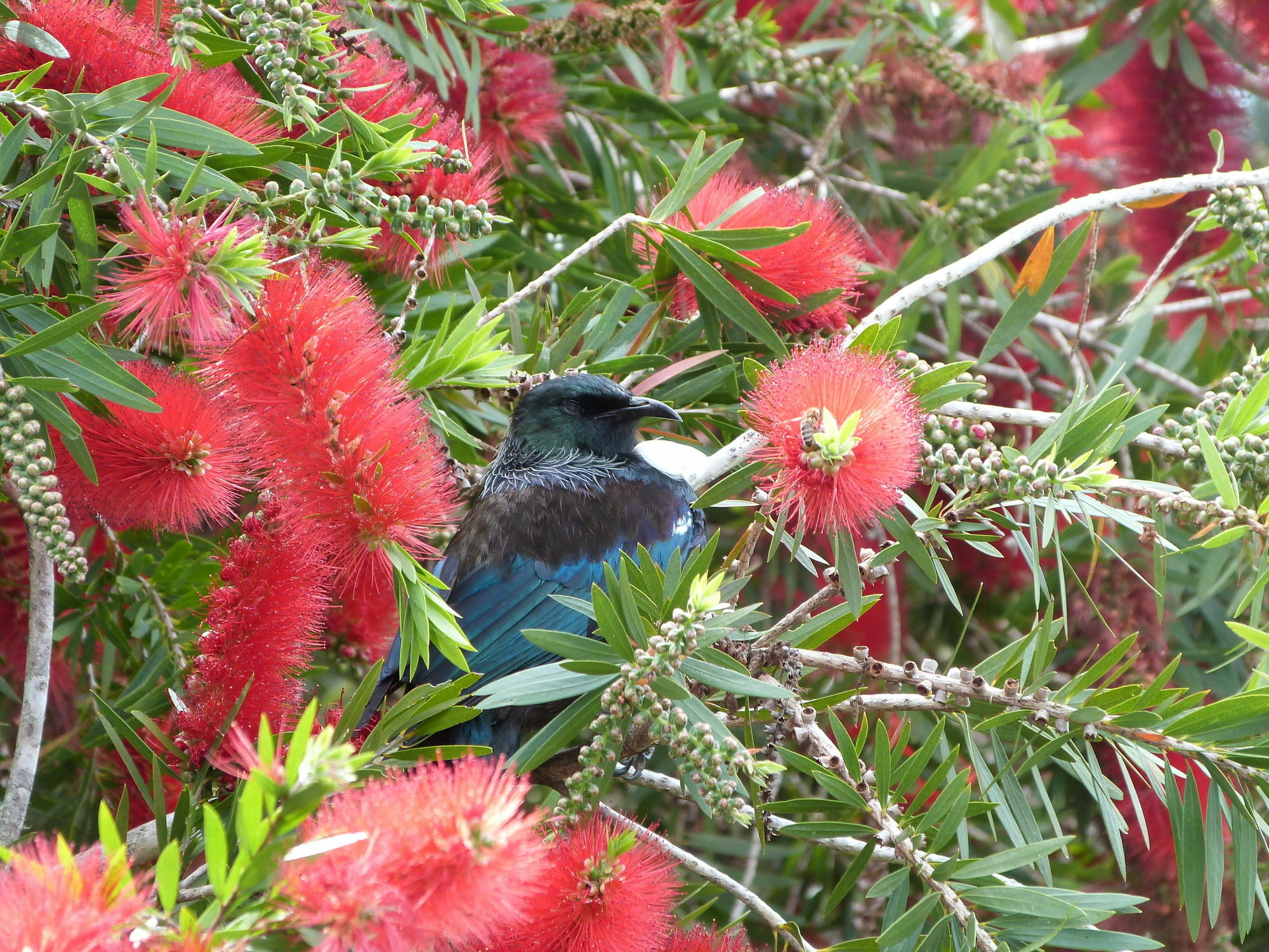Morepork Riverside Lodge Paihia Εξωτερικό φωτογραφία